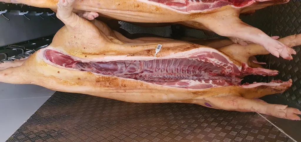охл свинина в тушах 2 кат. мясная порода в Братске