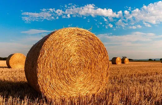 В Иркутской области планируется увеличить объём заготовки кормов для сельскохозяйственных животных 