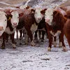 племенной скот мясного направления в Иркутске
