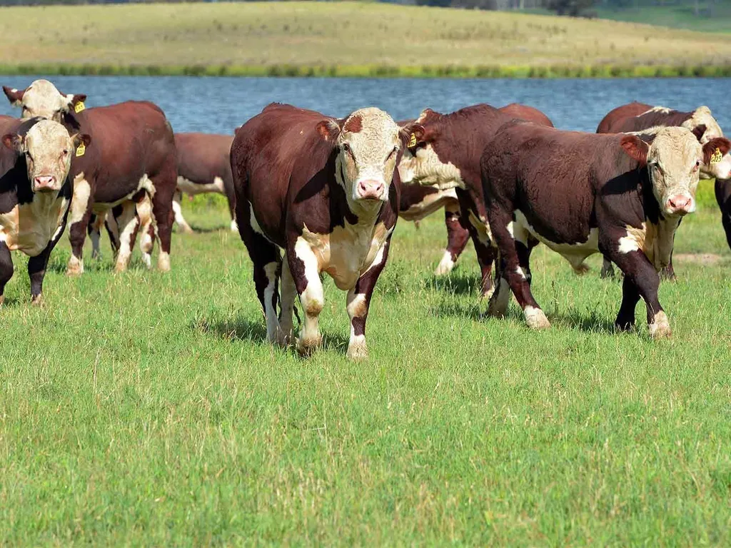 фотография продукта Закуп КРС,быки,коровы,тёлки.